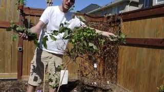 Its Springtime Lets Prune the Bougainvillea [upl. by Esilana]