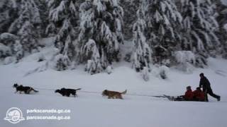 Livraison du courrier en traîneau à chiens dans le parc national des Glaciers [upl. by Rebmac]