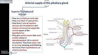 The Pituitary Gland 2  Divisions and Blood supply  Dr Ahmed Farid [upl. by Narik177]