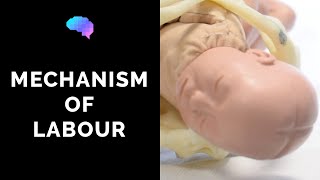 Mechanism of Labour amp Fetal Positions  OSCE Guide  UKMLA  CPSA [upl. by Horodko8]