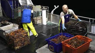 CRAYFISHING ON THE WESTCOAST OF TASMANIA NIGHT SHOT [upl. by Langham]