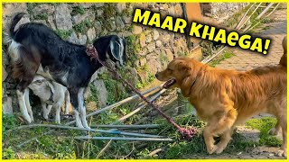 Bakri 🐐 pelegi Max ko Aaj 😂🥹THEHIMALAYANHUSKY [upl. by Nivac]