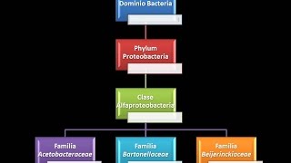 Dominio Bacteria Phylum Proteobacteria 5  Clase Alfaproteobacteria  Familia Beijerinckiaceae [upl. by Ebanreb]