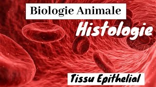 Biologie animale s1  Histologie Tissu épithelial 1 [upl. by Naillij]