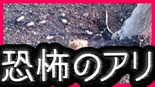 恐怖 サムライアリの奴隷狩り Slavemaking ant attacking [upl. by Anytsirhc]