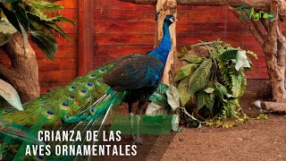 Crianza de las aves ornamentales  TvAgro por Juan Gonzalo Angel Restrepo [upl. by Telford780]