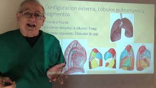 Pulmones anatomía y fisiología curva de volúmenes capacidades y gases arteriales [upl. by Koch]