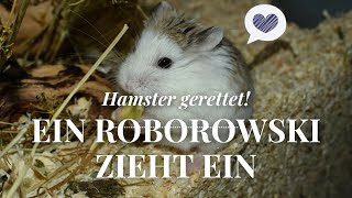 Video veraltet Hamster gerettet Ein Roborowski Zwerghamster zieht ein ❤ September 2016  Nana [upl. by Znarf55]