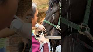 Horse treatment shorts youtubeshorts 1000subscribers horsetrainingvideos [upl. by Karl]