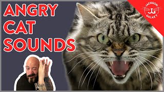 7 Angry Cat Sounds Explained [upl. by Nawj]