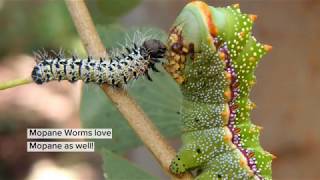 The Mopane Worm [upl. by Wendie]