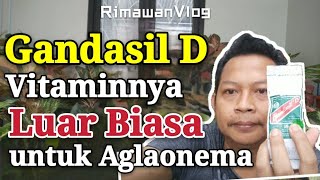 Eps 65 Cara Penggunaan Gandasil D pada Aglaonema  Rimawan Vlog [upl. by Anaoy]