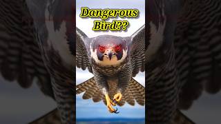 This Is A Bird Record By Mystery Universe Atoz shorts youtubeshorts [upl. by Hcib]