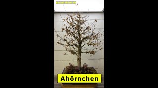 Der total verwahrloste Fächerahorn  Neustart Acer palmatum auf meine Art shorts  Bonsai Shorts 6 [upl. by Euqinad]