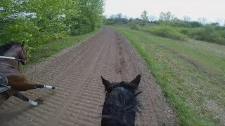 Gallop Sparing with FAST Speed average 55 KmH GOPRO 5 [upl. by Macleod861]