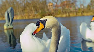 Sony FX30  Tamron 1770 f28 Swan Lake Test Footage 4K [upl. by Monica]