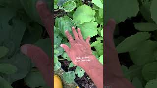 Garden tour garden healing gardening growyourownfood plants nature healthylifestyle organic [upl. by Zebadiah916]