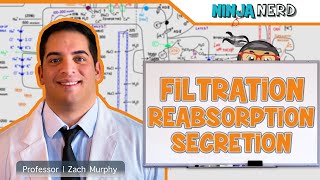 Renal  Filtration Reabsorption and Secretion Overview [upl. by Cappella]