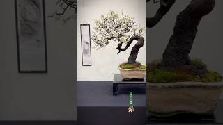 Blackthorn Prunus Spinosa Expo Bonsai Show bonsai bonsaitree bonsaishow bonsaiart tree [upl. by Worth]