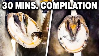 Farrier ASMR Hoof Cleaning Compilation [upl. by Eedya]