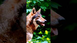 The Red Wolf shorts shortvideo animals redwolf facts [upl. by Astraea]