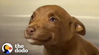 This Adorable Puppy Wouldn’t Stop Smiling in Her Shelter Kennel  The Dodo [upl. by Rednaxela]