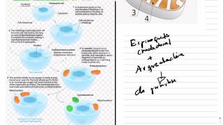 MITOCONDRIAS Y CLOROPLASTOS TRANSMISION [upl. by Arihas209]