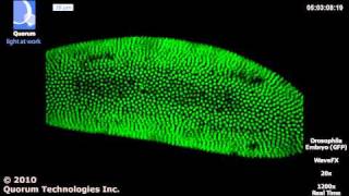 WaveFX  Drosophila 17h Embryo Development [upl. by Annij]