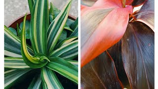 All about Dracaena Plant Care 🪴☘️ [upl. by Neural]