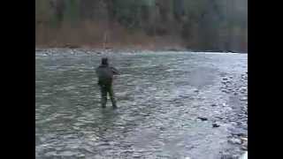 Fly Fishing for steelhead on the Vedder river [upl. by Nannie]