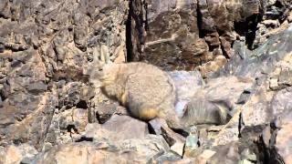 Viscacha Lagidium viscacia [upl. by Ahseiuqal998]