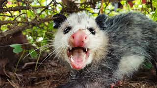 Top 7 Amazing Opossum Facts [upl. by Salzhauer]