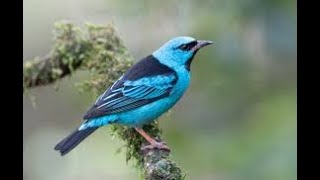 Sai Azul Dacnis cayana [upl. by Beeson]