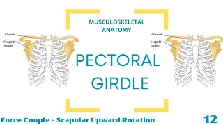 Force Couple  Upward Rotation [upl. by Crispas]