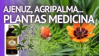 PLANTAS MEDICINALES Agripalma Ajenuz Acanto Adonis adhatoda acacia agar adhatoda alcanfor [upl. by Tager]