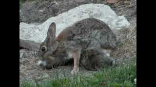 Mother Bunny Rabbit Feeding Her Baby Bunnies [upl. by Iilek352]