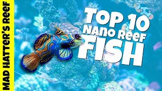 Top 10 Nano Reef Tank Fish [upl. by Ahsille]