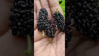 💥Kaasu Kudutha Kooda Kadaila Ippadi Oru Pazham Kidaikkaathu🤯🤯 shorts fruit harvest nature [upl. by Ano957]