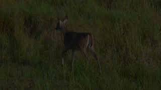 A young deer feeding [upl. by Uda]