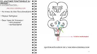 ANATOMIE FMPM CERVELET [upl. by Annayram]