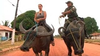 Animales por el mundo la policía de Marajó Brasil patrulla en búfalo [upl. by Otrebogad]