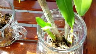 My new dendrobiums in full water culture and in bark [upl. by Akemahc]