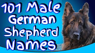 101 German Shepherd Male Names  Perfect Boy German Shepherd Names [upl. by Enoid]