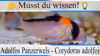 Haltungsbedingungen und Infos zu Adolfos Panzerwels  Corydoras adolfoi  Aquarium [upl. by Ansley119]