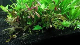 CO2 Injection for Red Aquatic Plants 112923 [upl. by Hsirap]