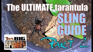 The ULTIMATE Tarantula Sling Guide  Part 2 [upl. by Aimas]