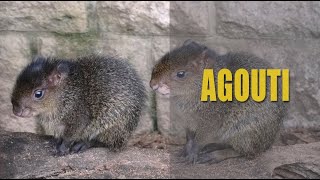 Interesting Facts About Agouti [upl. by Nomzaj]