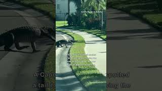 Tailless Gator Ambles Through Florida Neighborhood [upl. by Einattirb650]