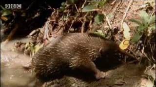 Rare wild footage of giant spiny anteater and cute baby Australian animals  BBC wildlife [upl. by Enicul770]