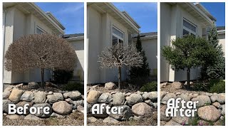 Dwarf Korean Lilac Tree Pruning To Reduce Size [upl. by Rochelle113]